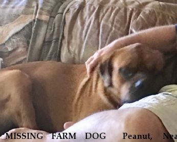 MISSING FARM DOG  Peanut,  Near McCalla , AL, 35111